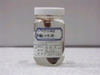 藏品(頸帶鰏)的圖片